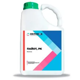 Пайот