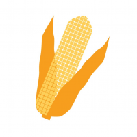 Семена кукурузы ✔️Цены оптом и в розницу, Купить для посева в Украине - Zernina